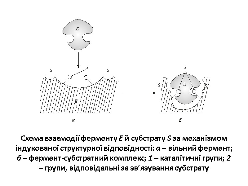 Схема взаємодії ферменту Е й субстрату S за механізмом індукованої структурної відповідності: а –